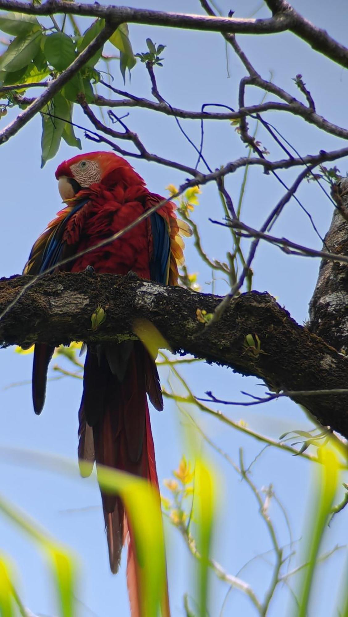 Cabinas Corcovado Green Parrot, Los Planes Drake Drake Bay Bilik gambar